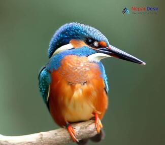 Common Kingfisher Alcedo atthis