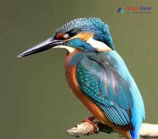 Common Kingfisher Alcedo atthis