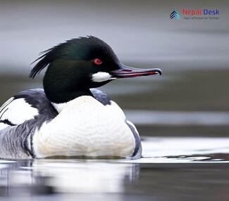 Common Merganser_Mergus merganser