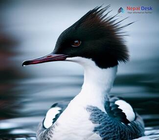 Common Merganser_Mergus merganser