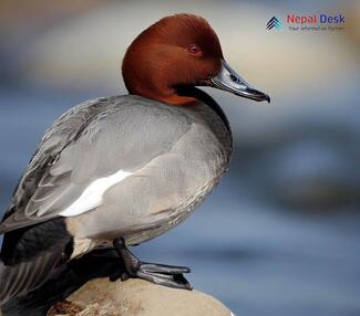 Common Pochard_Aythya ferina