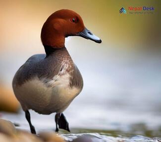 Common Pochard Aythya ferina