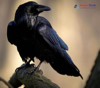 Common Raven Corvus corax