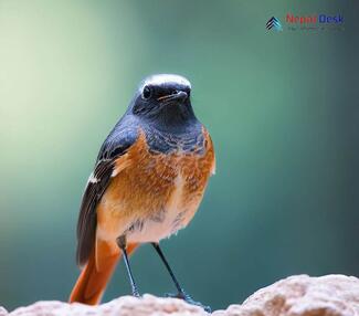 Common Redstart Phoenicurus phoenicurus