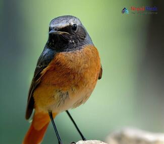 Common Redstart Phoenicurus phoenicurus