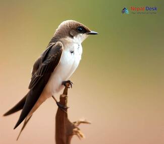 Common Sand Martin_Riparia riparia