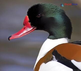 Common Shelduck_Tadorna tadorna