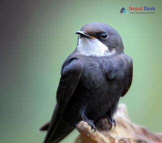 Common Swift_Apus apus