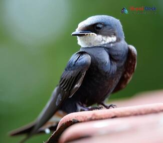 Common Swift_Apus apus