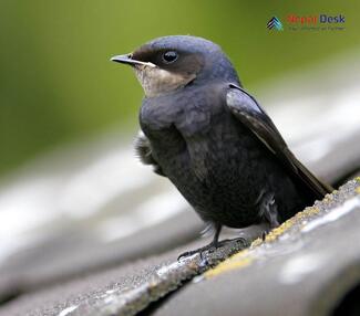 Common Swift_Apus apus