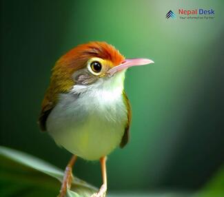 Common Tailorbird_Orthotomus sutorius