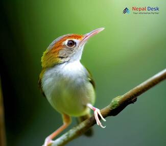 Common Tailorbird_Orthotomus sutorius