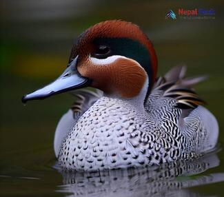 Common Teal_Anas crecca