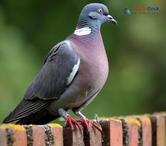 Common Wood Pigeon_Columba palumbus