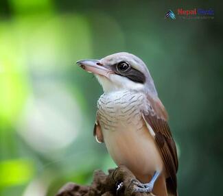 Common Woodshrike Tephrodornis pondicerianus