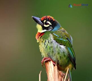 Coppersmith Barbet_Psilopogon haemacephalus