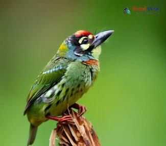 Coppersmith Barbet_Psilopogon haemacephalus