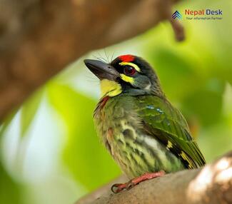 Coppersmith Barbet_Psilopogon haemacephalus