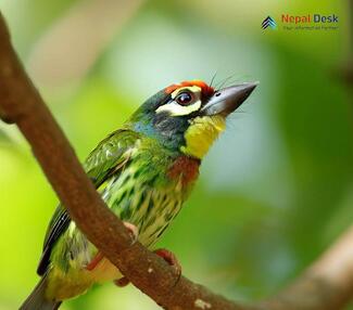 Coppersmith Barbet_Psilopogon haemacephalus