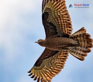 Crested Honey-buzzard_Pernis ptilorhynchus