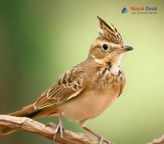 Crested Lark_Galerida cristata