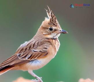 Crested Lark_Galerida cristata