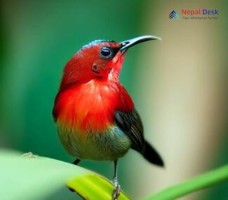 Crimson Sunbird_Aethopyga siparaja