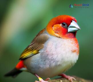 Crimson-browed Finch_Carpodacus subhimachalus