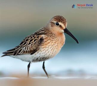 Curlew Sandpiper_Calidris ferruginea