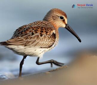 Curlew Sandpiper_Calidris ferruginea