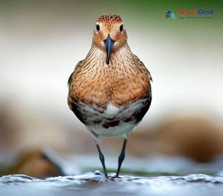 Curlew Sandpiper_Calidris ferruginea