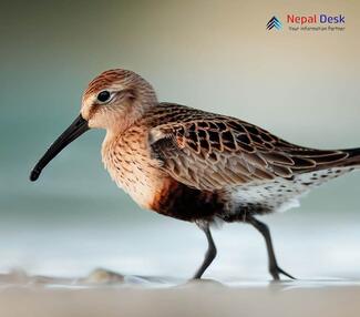 Curlew Sandpiper_Calidris ferruginea