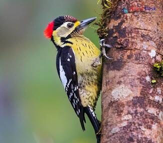 Darjeeling Woodpecker_Dendrocopos darjellensis