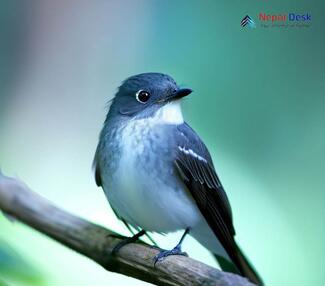 Dark-sided Flycatcher_Muscicapa sibirica