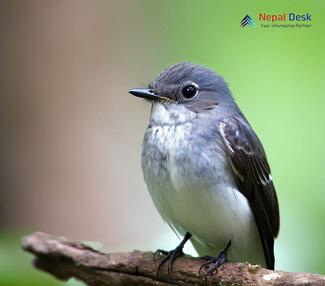 Dark-sided Flycatcher_Muscicapa sibirica