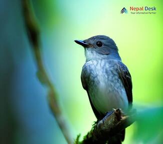 Dark-sided Flycatcher_Muscicapa sibirica