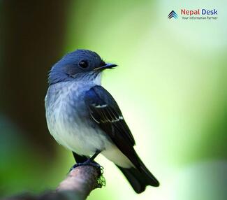 Dark-sided Flycatcher_Muscicapa sibirica