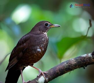 Dark-sided Thrush_Zoothera marginata