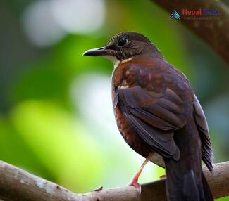 Dark-sided Thrush_Zoothera marginata