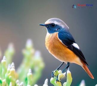 Daurian Redstart_Phoenicurus auroreus