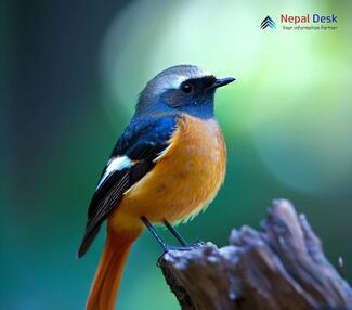 Daurian Redstart_Phoenicurus auroreus