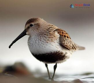 Dunlin_Calidris alpina