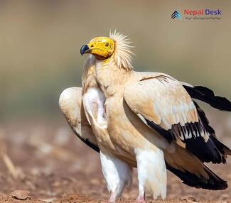 Egyptian Vulture_Neophron percnopterus