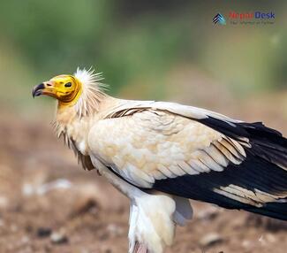 Egyptian Vulture_Neophron percnopterus