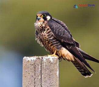 Eurasian Hobby_Falco subbuteo