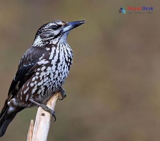 Eurasian Nutcracker_Nucifraga caryocatactes