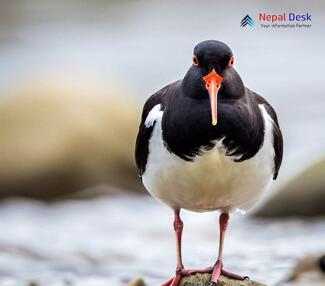 Eurasian Oystercatcher_Haematopus ostralegus