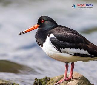 Eurasian Oystercatcher_Haematopus ostralegus