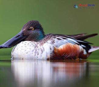 Eurasian Shoveler_Spatula clypeata