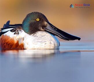 Eurasian Shoveler_Spatula clypeata